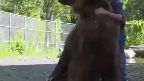 Look how this guy handled those 2 bears together without being afraid
