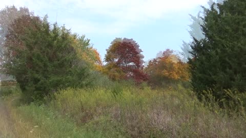 little video of fall colors
