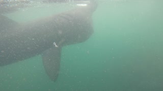 Basking Shark at Fladdabister