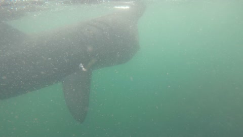 Basking Shark at Fladdabister