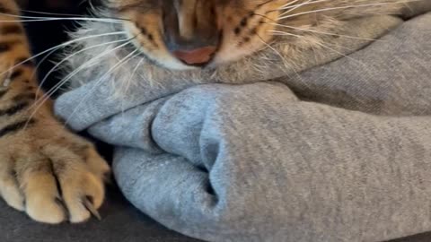 Cat Thinks Owner's Furry Jacket Is His Prey