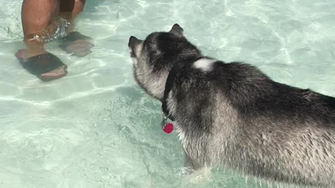 Husky tries to catch a ball at the pool