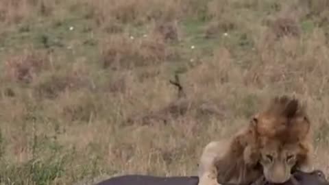 Lion takes down hippo