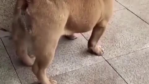 😂😂Very Funny dog videos, Try not to LAUGH!!😂😂
