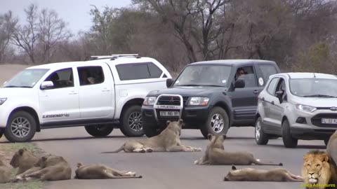 Largest Lion Pride Ever Blocking Road