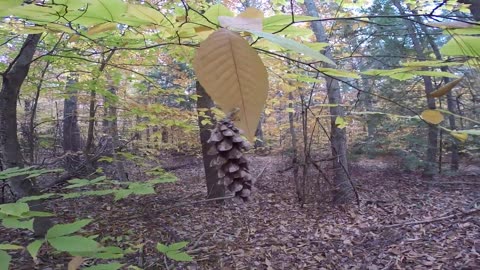 Pinecone