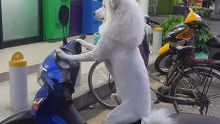 Why Would This Canine Want To Be A Motorcyclist