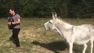 Singing Donkey