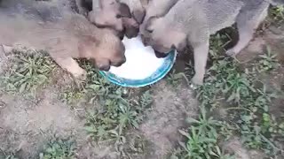 Puppies drink milk