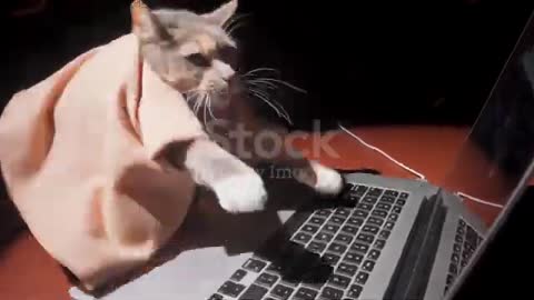 Funny cat is looking for something on the Internet