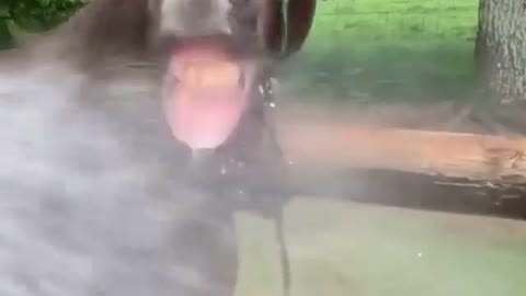 🤣🤣🤣 Horse prank taking from the hose 🤣🤣🤣