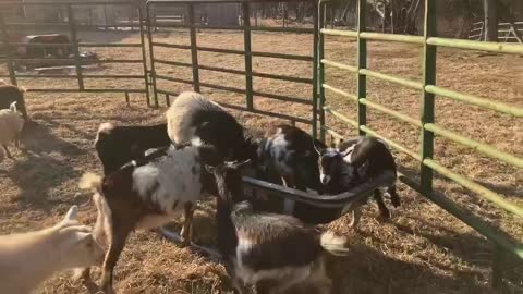 Teaser Spring Weather on a Mini Goat Farm ❤️🐐🥶