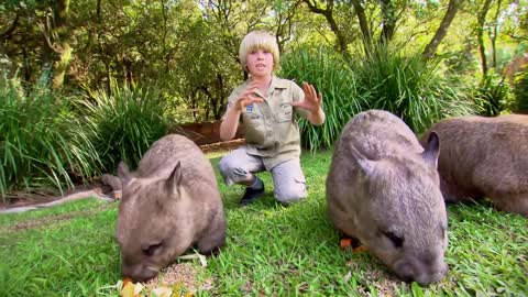 Robert Irwin's Australia Zoo Tour