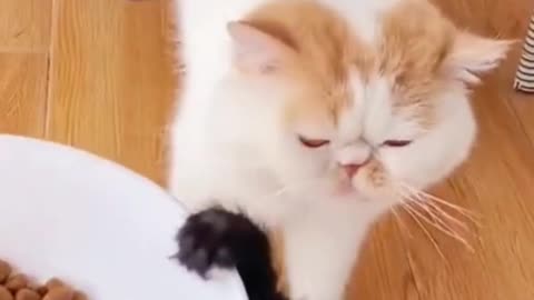 Yummy Yum - Cute Cat videos #Shorts