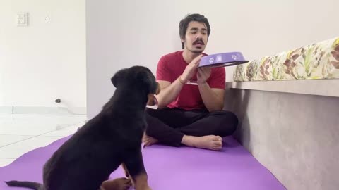 HOW TO TRAIN YOUR PUPPY FOR FOOD DISCIPLINE.