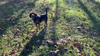 Happy Beagle pup plays more ball