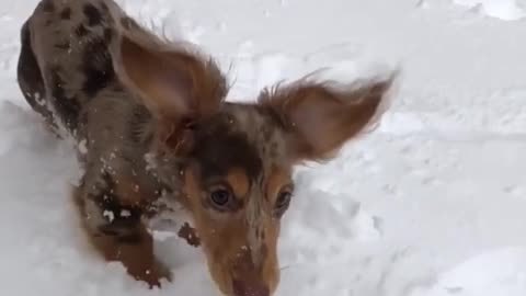 Wiener Dog Looks Like A Bunny When Hopping In The Snow