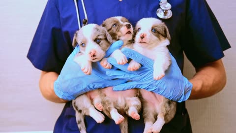 Super Cute Newborn Puppy! #dogs #shorts #cute #youtubeshorts #puppy #doglife #puppylove #viral