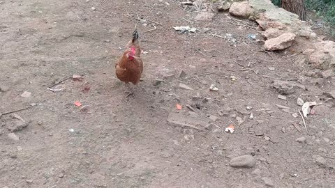the hen is walking