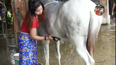 The pretty girls are transporting horses to wash​ - girl and horse