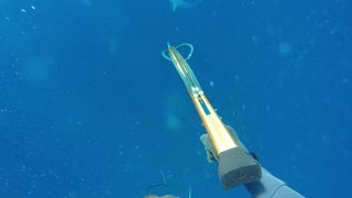 Shark Chases Spear Fisherman Back to Boat