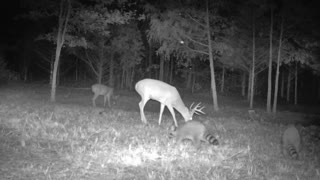 Racoon Petting a deer - Trail cam footage