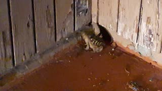 Frog In A Corner