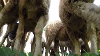 Amazing Herd Of Sheep Caught On Camera On Morning Grass Food