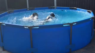 Springer Spaniels Enjoy Splashing Around the Pool