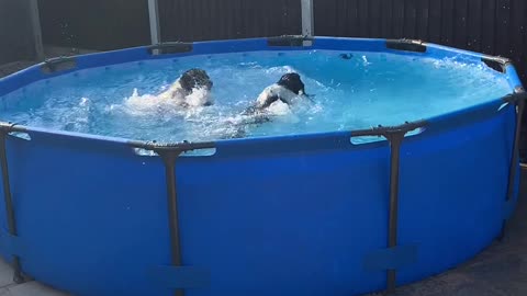 Springer Spaniels Enjoy Splashing Around the Pool