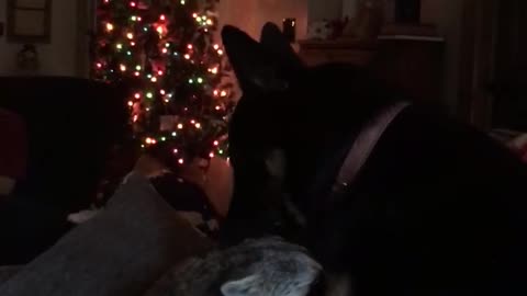 Dog and Raccoon giving each other kisses