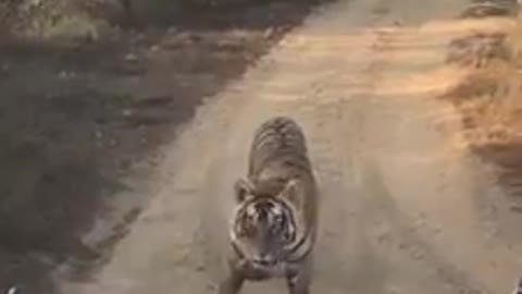 Tiger encounter at Ranthambore National Park in India
