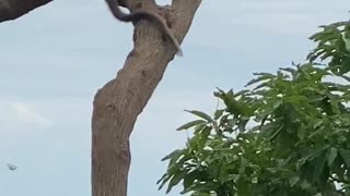 Monkey Steals Bottle and Drinks in Tree