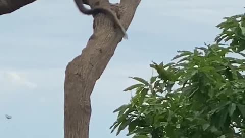 Monkey Steals Bottle and Drinks in Tree