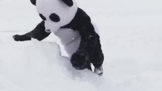 Man dressed as panda imitates Tian Tian's famous snowfall reaction