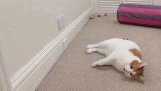 Cat falls flat on his face 😅