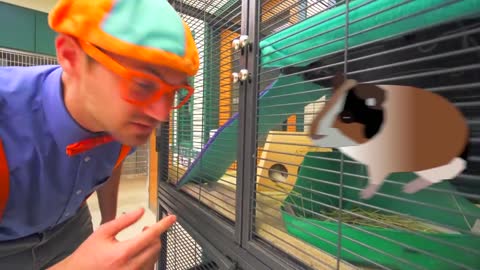 Blippi Visits an Animal Shelter