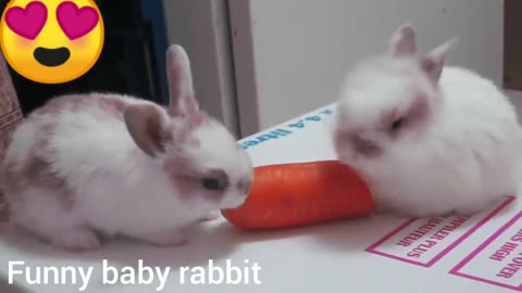 Funny Baby Bunny Rabbit.Rabbit's eating habit.