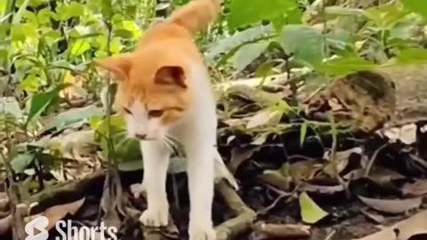 Cat's reaction time is 20-70 milliseconds #shorts #shortsvideo #video #viral