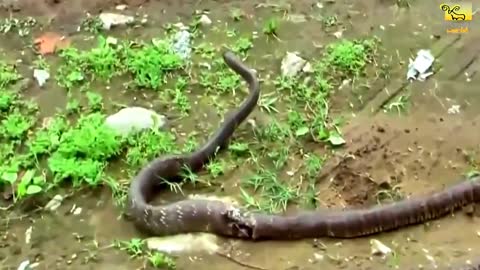 African Animal- Wild Animals fight to death- Dog vs Cobra snake- Extremely Fighting!.mp4