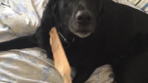 Black dog chewing on wooden spoon on bed