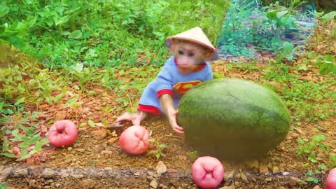 Satisfying video Cute Monkey animals - BiBi Monkey Harvest Fruits With Rabbit