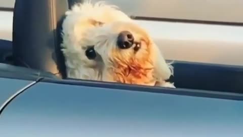 dog drive