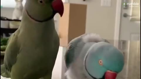 ×Parrots incredibly talk to one other like humans