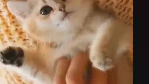 Cats and cute kittens_4