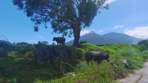 Carabao (Water Buffalo) Chillin'