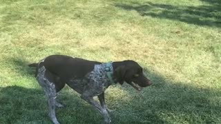 Brown dog catching ball in slo mo