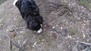 Bernese Mountain Dog Threatened By Snake