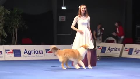 AMAZING 🤩 DOG DANCING WITH HIS OWNER AT A DANCING COMPETITION