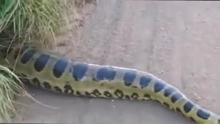 The biggest viper I've ever seen in my life